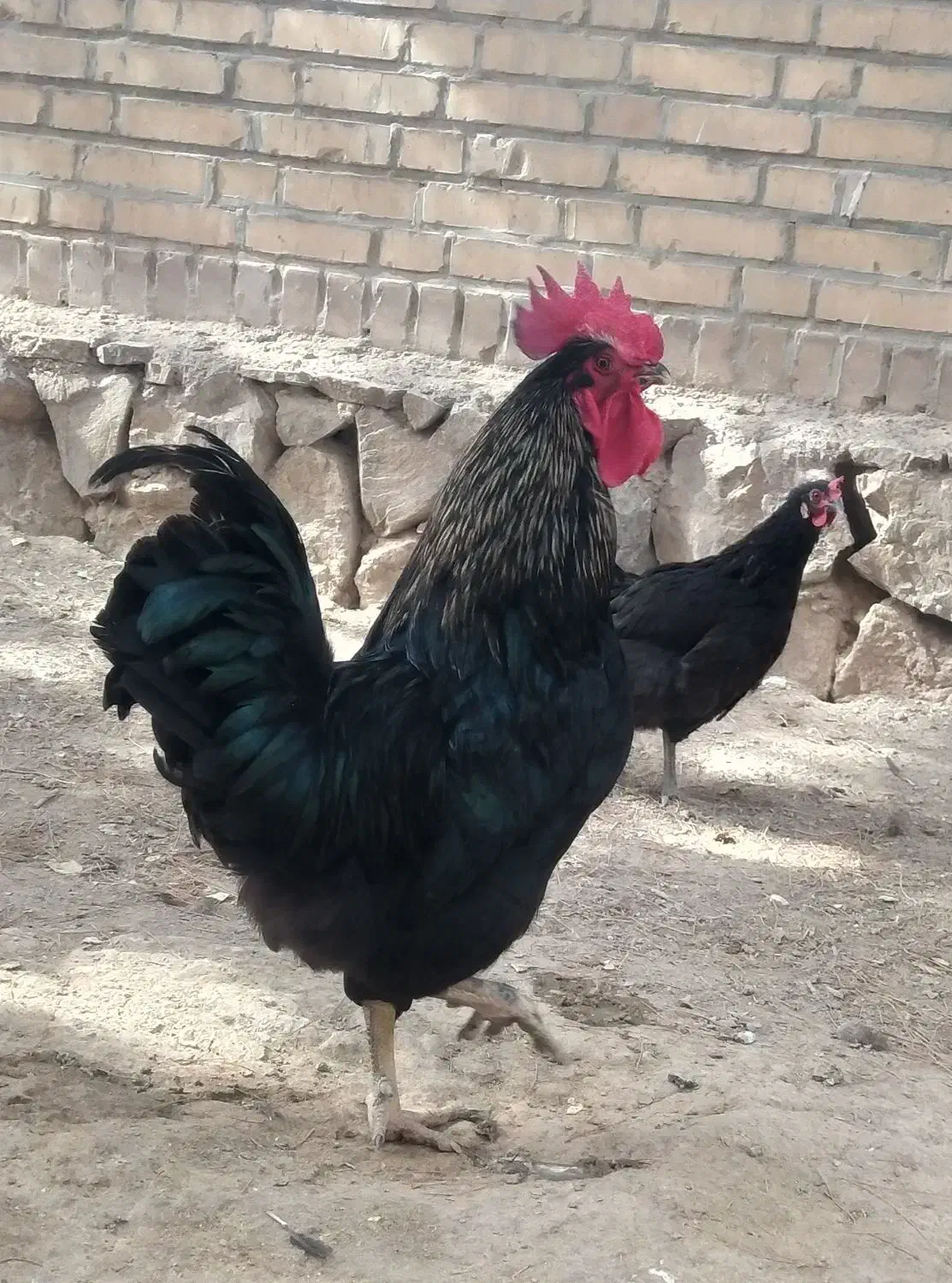 مرغ و خروس محلی|حیوانات مزرعه|فریمان, |دیوار