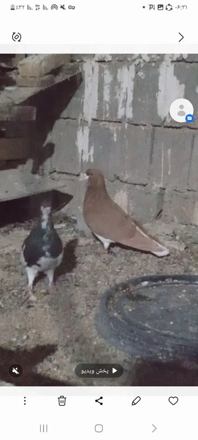 نروماده شهری بی عیب برازجان|پرنده|برازجان, |دیوار