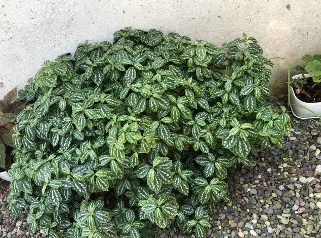 گل پیله آ|گل و گیاه طبیعی|رشت, بلوار گیلان|دیوار