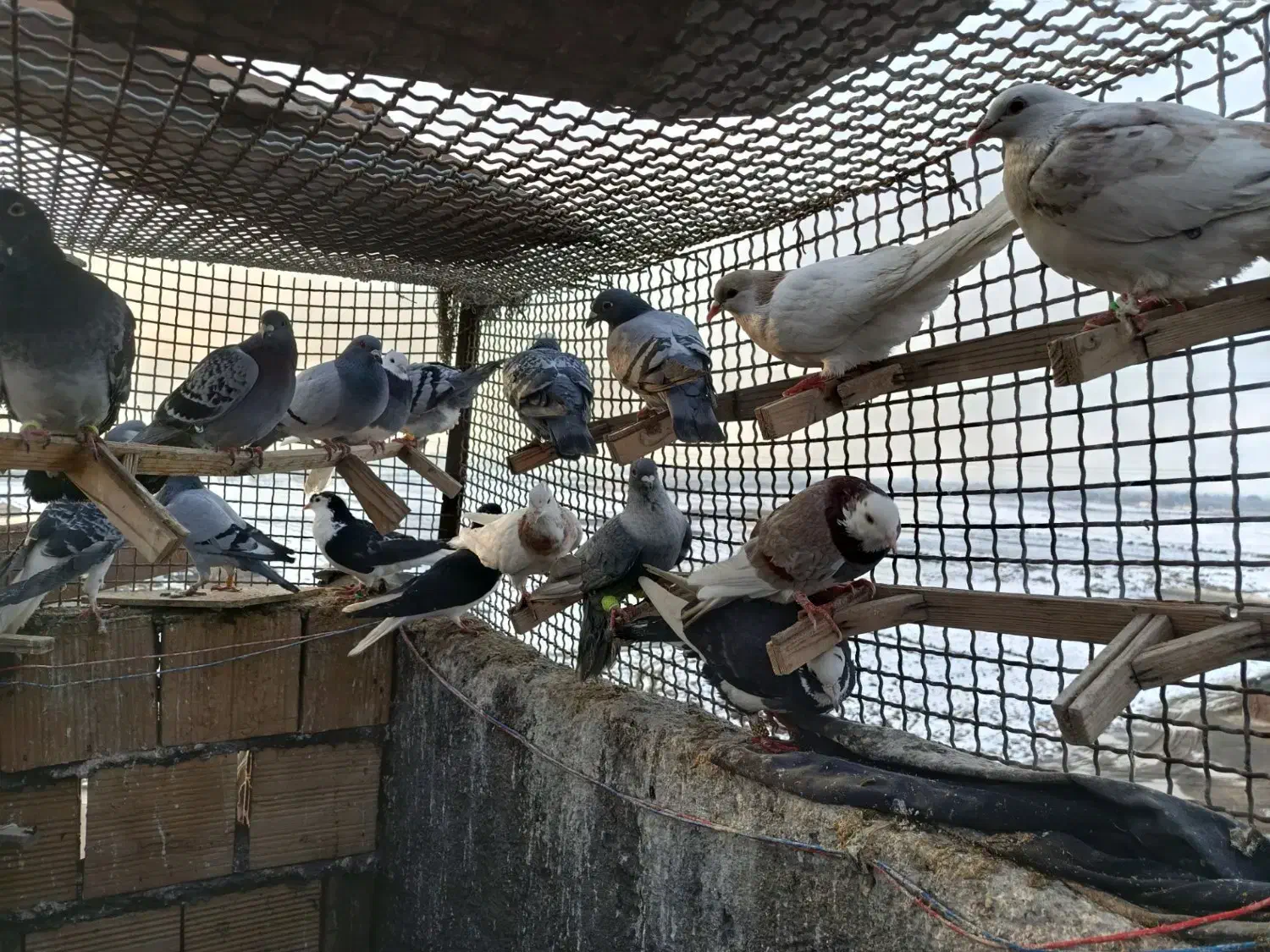 کفتر بوم پرشی|پرنده|مشهد, نوید|دیوار