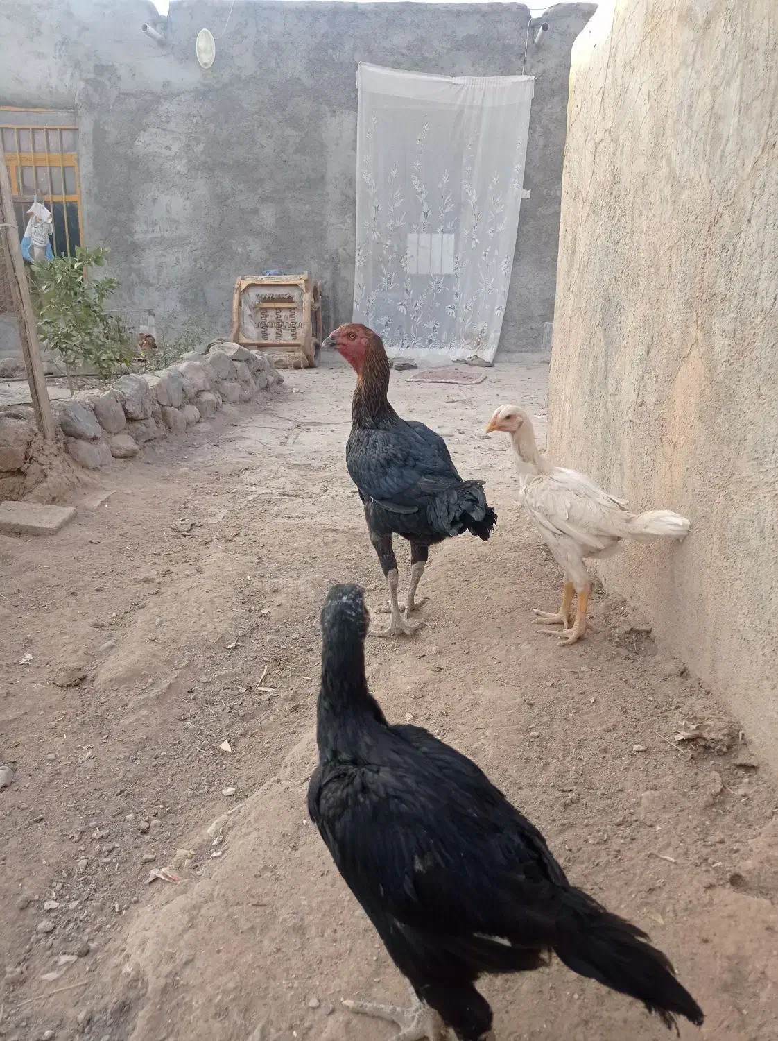 جوجه لاری و مرغ خروس مولد اصل|حیوانات مزرعه|نیشابور, دربقاضی|دیوار