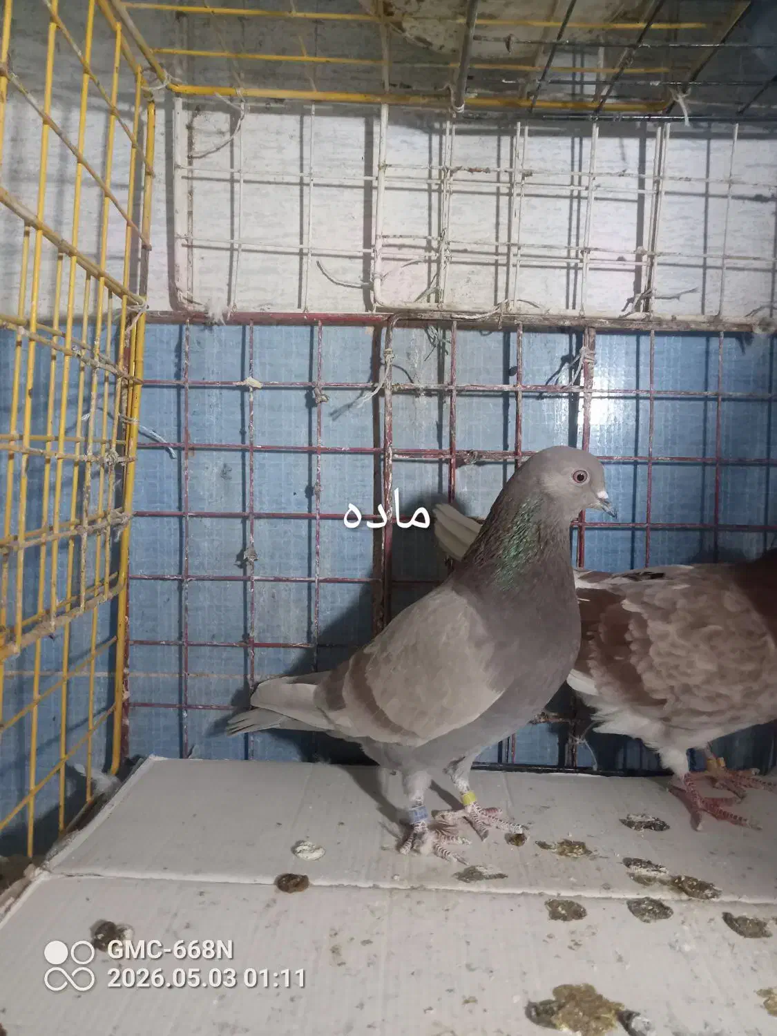 کبوتر|پرنده|کرج, حصارک پایین|دیوار