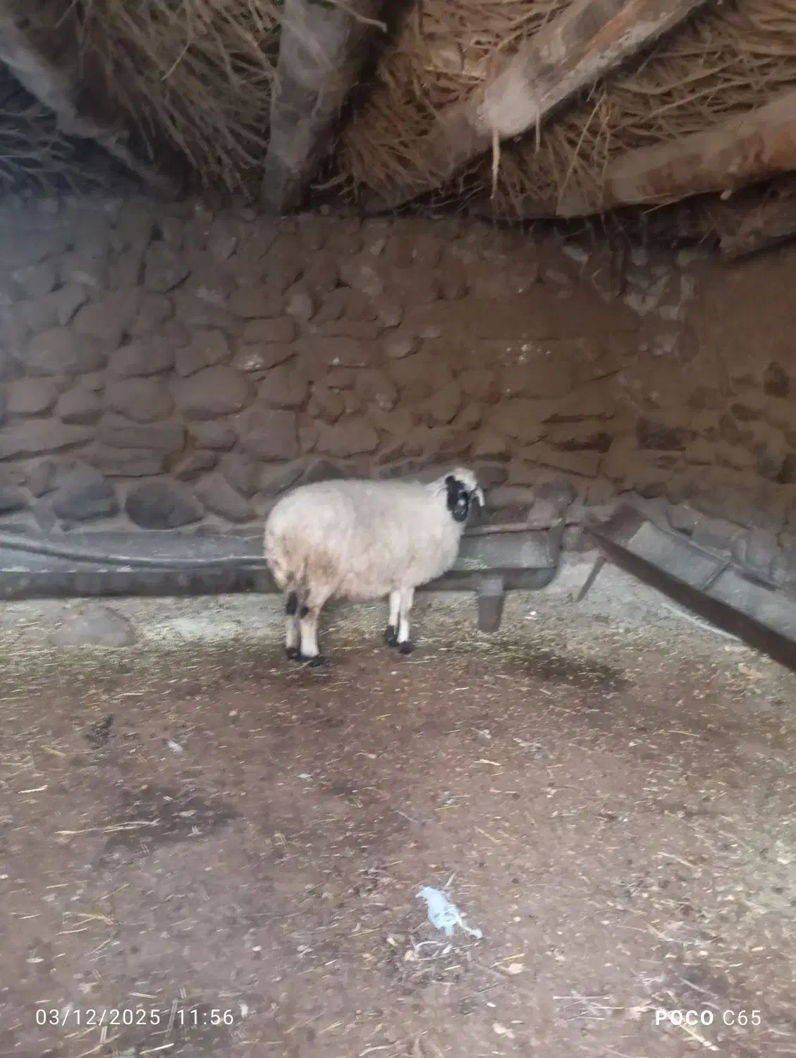 میش وقوش|حیوانات مزرعه|بردسیر, |دیوار