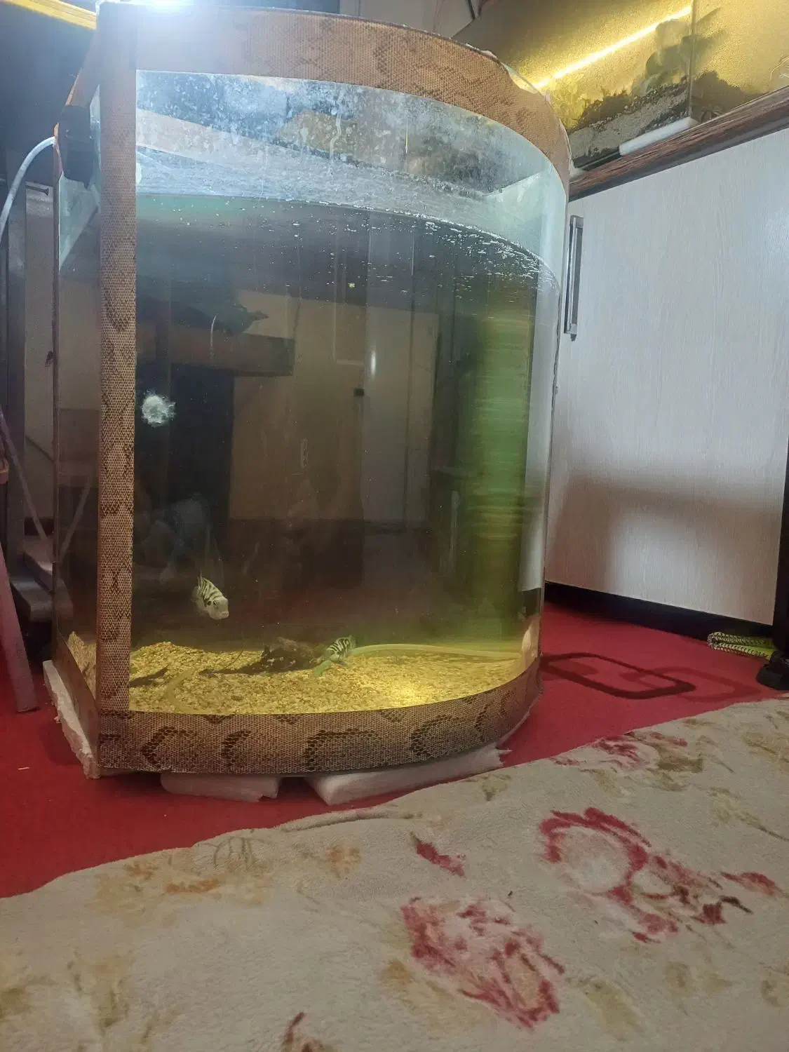 اکواریوم شیشه محدب|ماهی|شاهینشهر, شهرک گلدیس|دیوار