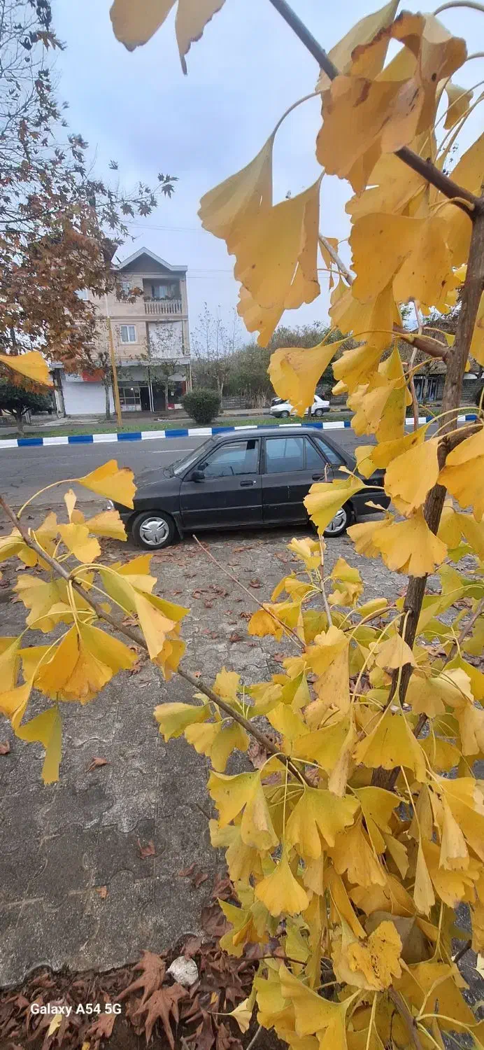 پراید ۸۲ تمیز خانگی تمیز سالم|خودرو سواری و وانت|رودسر, |دیوار