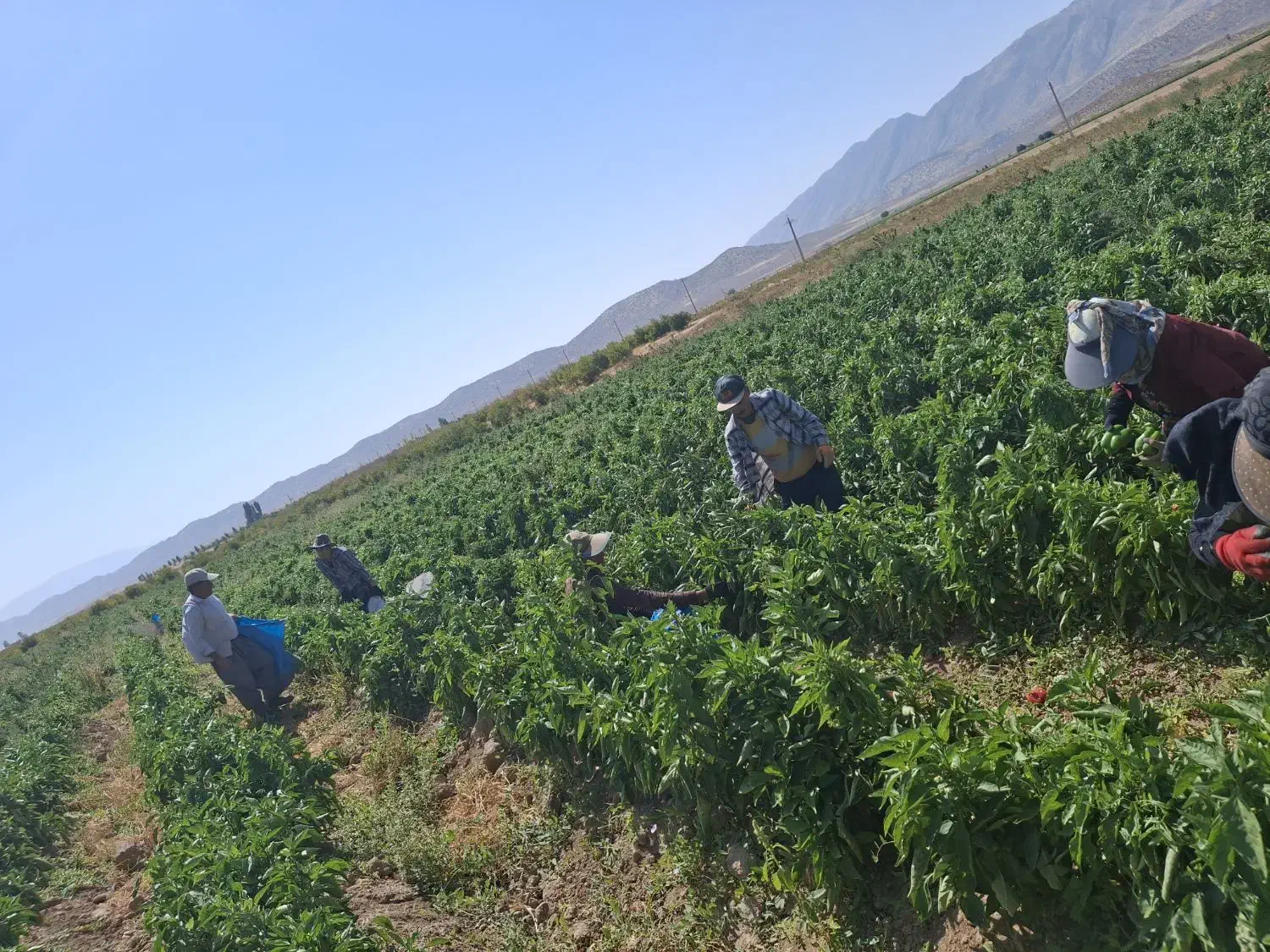 جویایه کار|خدمات باغبانی و درختکاری|فیروزآباد (فارس), |دیوار