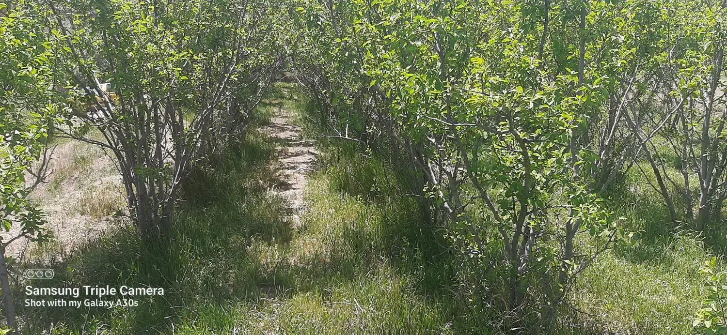 زمین باغ آلو ۴۴۹ متری بابا سلطان|فروش زمین و ملک کلنگی|خوانسار, |دیوار