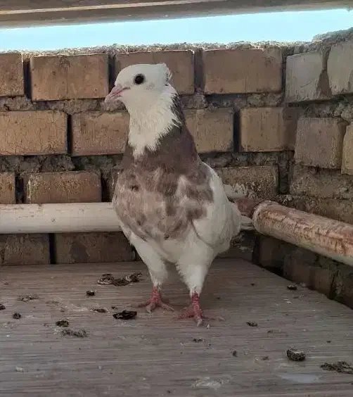 کبوتر|پرنده|بهبهان, |دیوار