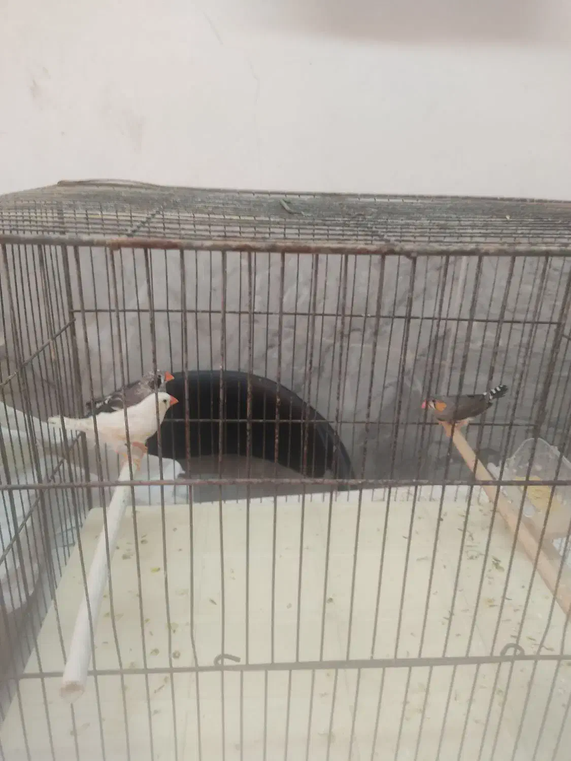 بازی گوش|پرنده|قم, هفت تیر|دیوار