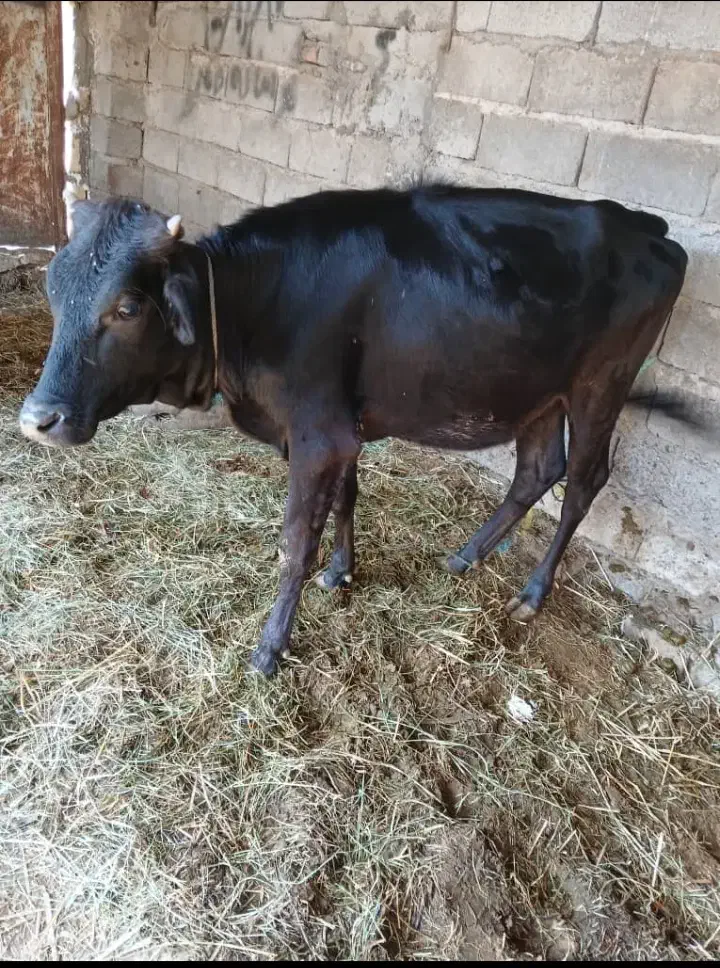 گاوگوساله سرحال گوشتی وبرای داشتی جنس خوب|حیوانات مزرعه|جیرفت, |دیوار