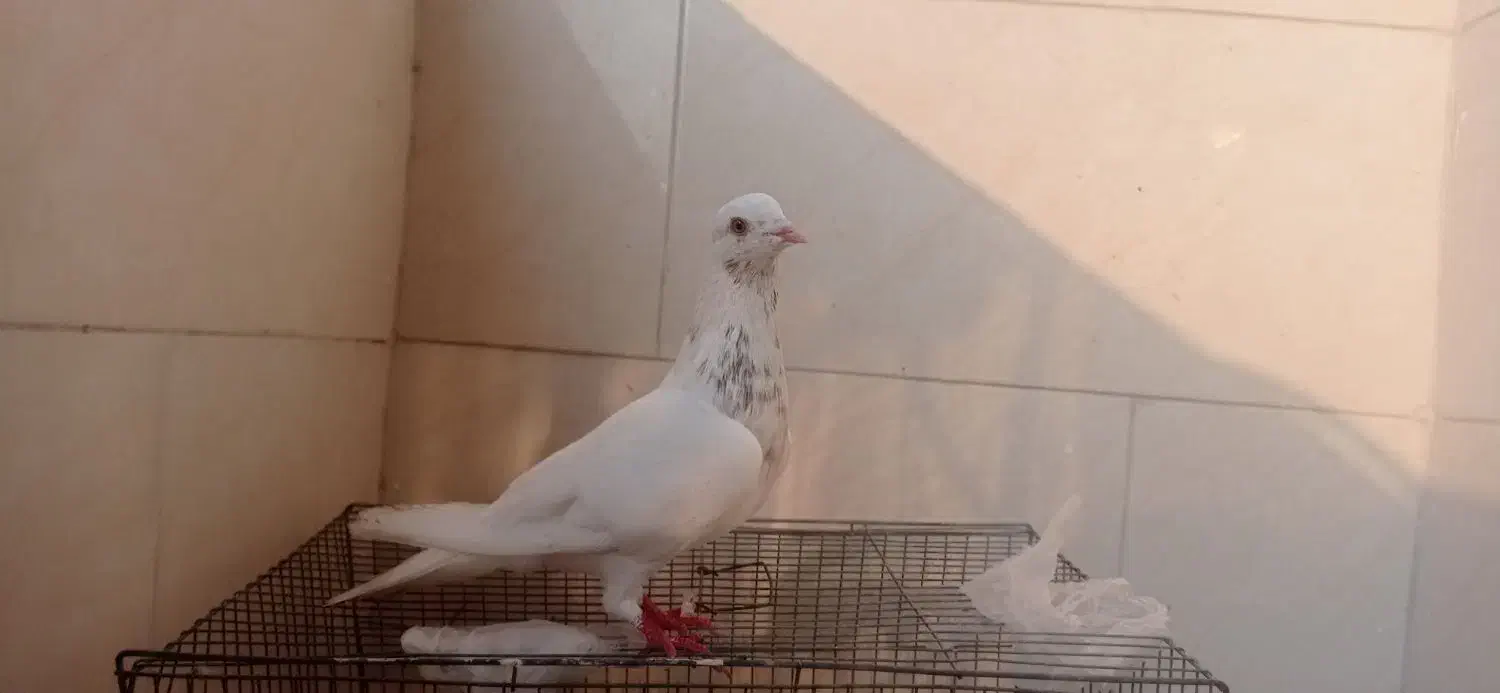 کبوتر همرنگ|پرنده|میناب, |دیوار