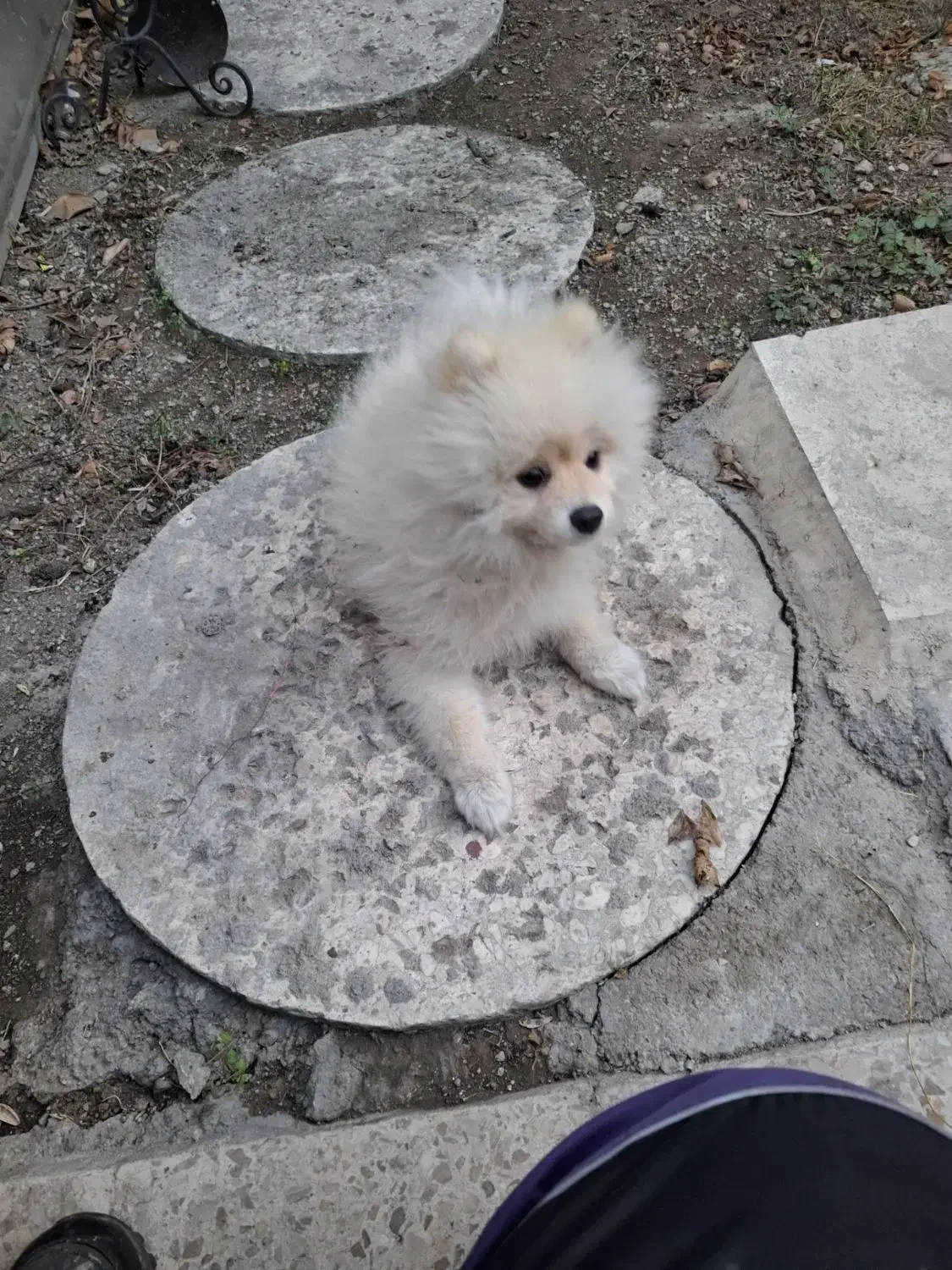 جسی|سگ|تهران, پاسداران|دیوار