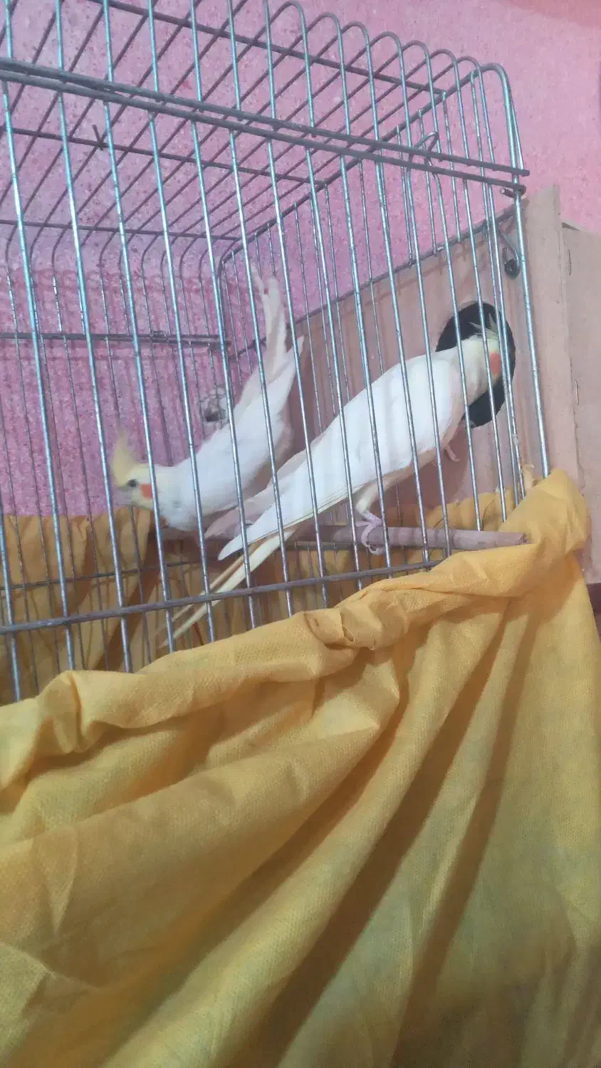 شیبان کوی امام|پرنده|باوی, |دیوار