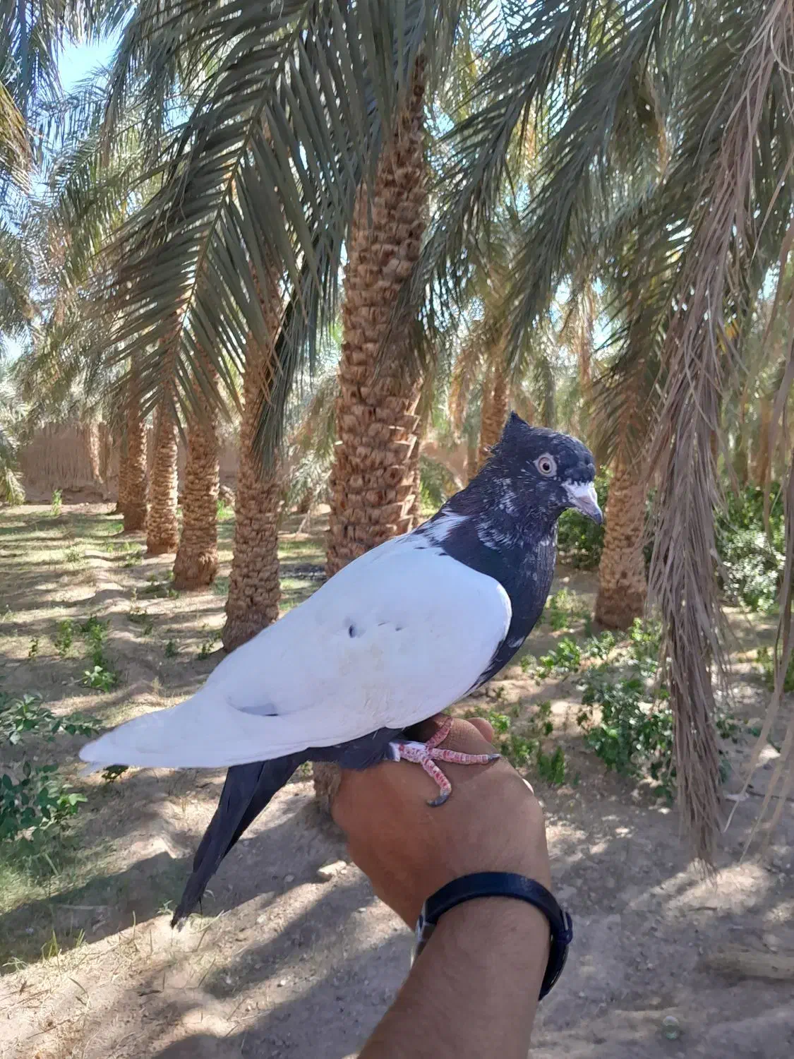 کفتر دست آموز|پرنده|نرماشیر, |دیوار