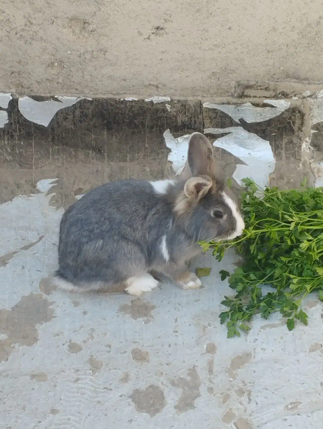 فروش حیوان خانگی|موش و خرگوش|دشتابی, |دیوار