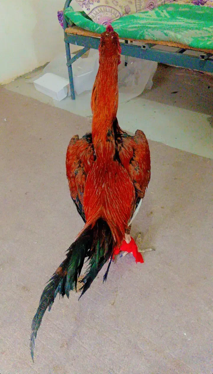 خروس لاری|حراج|تایباد, |دیوار