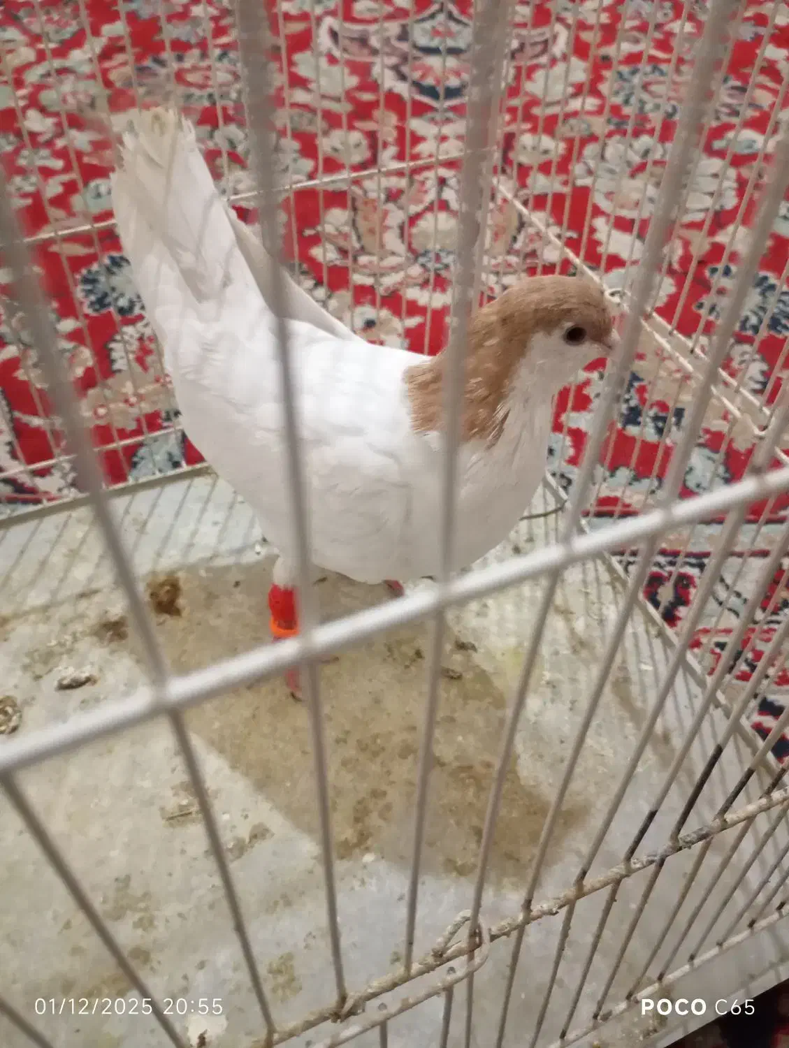 کفتر|پرنده|گلبهار, شهر جدید گلبهار|دیوار