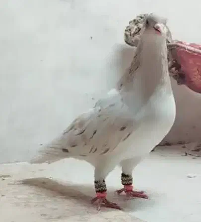 فروش تعدادی شیخی، سیاه، قزوینی ، چادری|پرنده|سراب, |دیوار