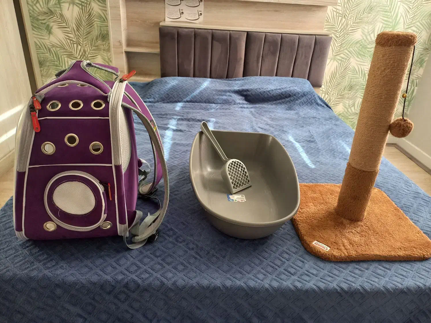 ملزومات گربه درحد نو نو|لوازم جانبی حیوانات|هشتگرد, فاز ۱ مهستان|دیوار