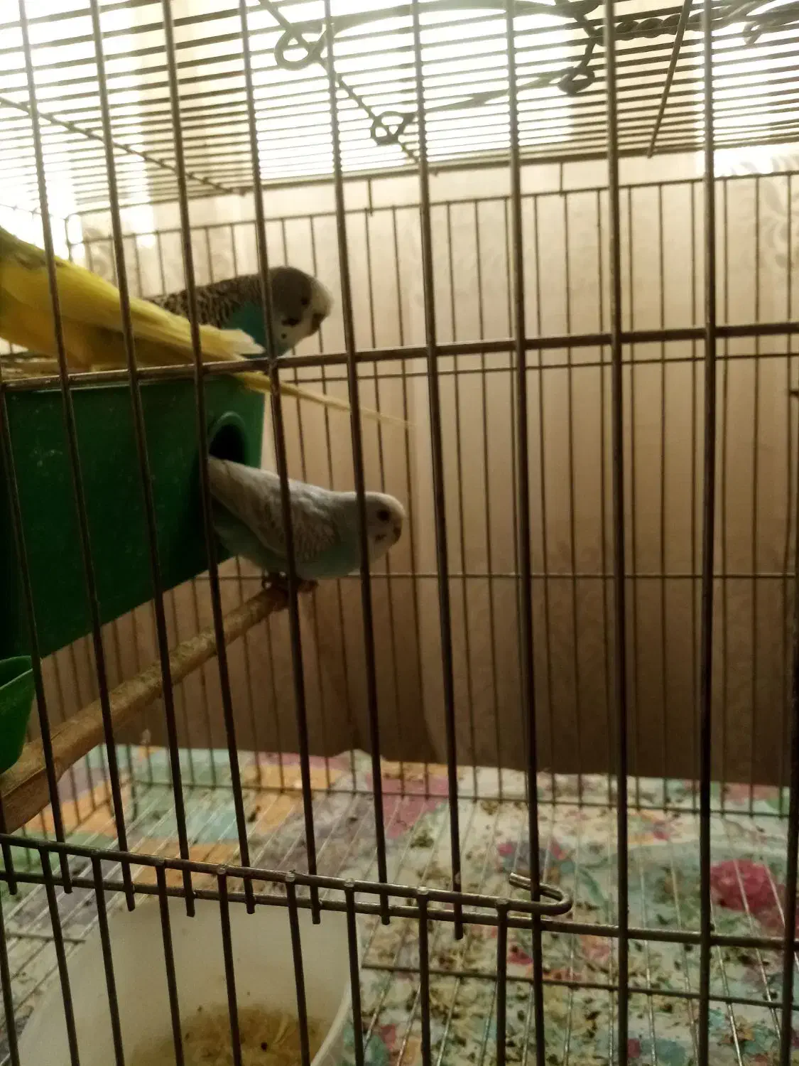 مرغ عشق250 تومن|پرنده|محمدشهر, ولدآباد|دیوار