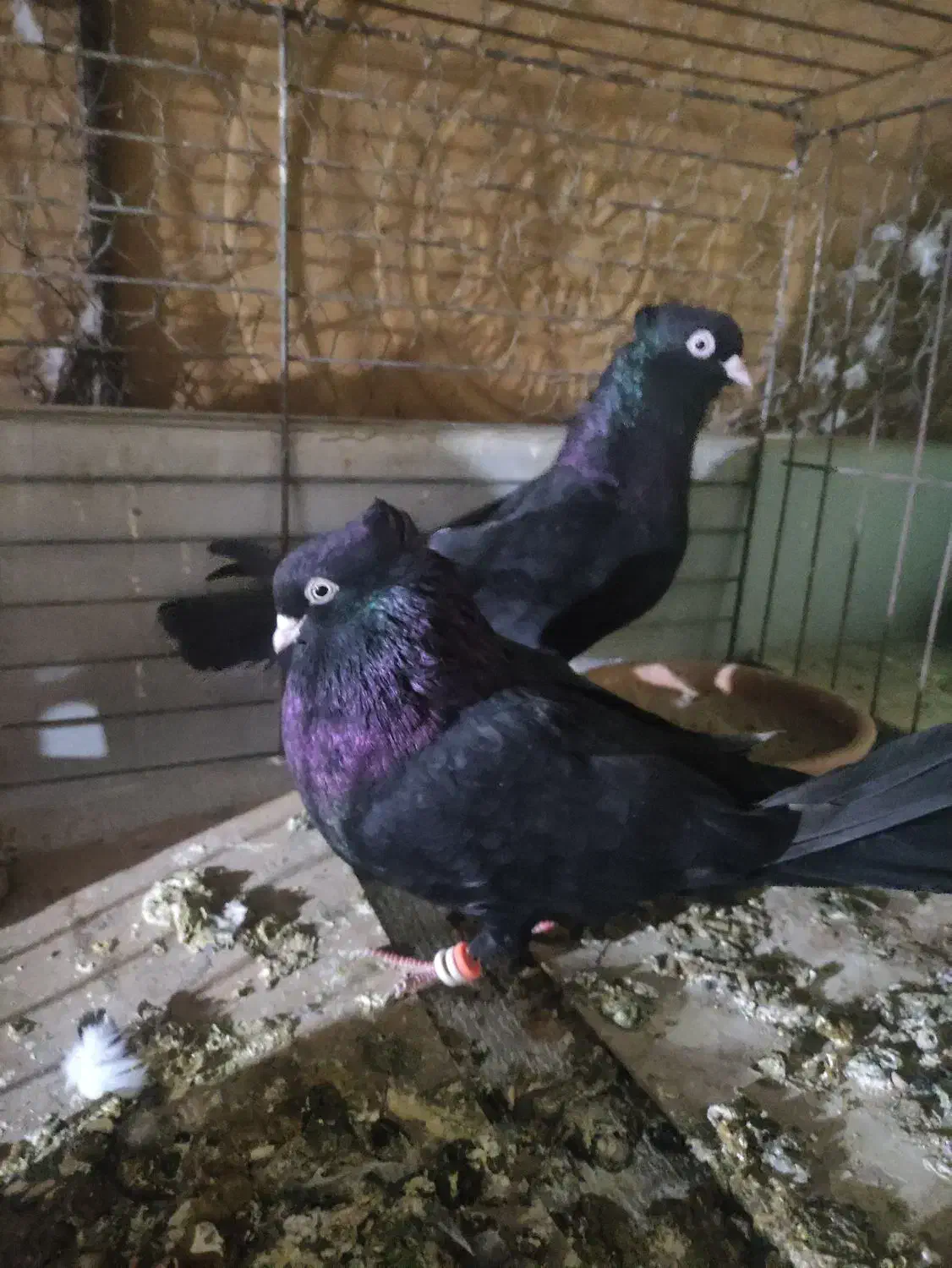 کبوتر ذاغ سیاه نرو ماده|پرنده|شیراز, جانبازان|دیوار