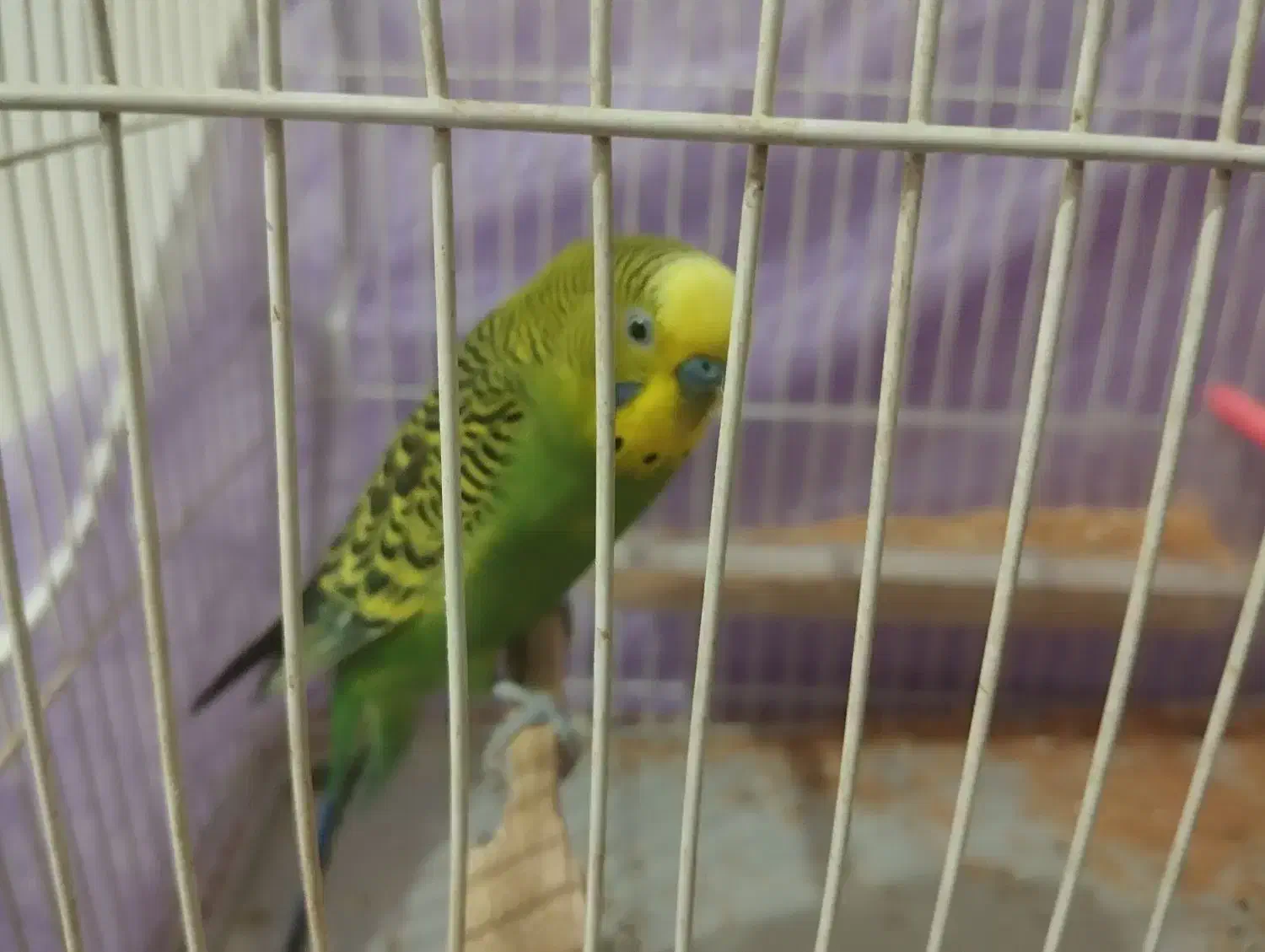 مرغ عشق نر|پرنده|چناران, |دیوار