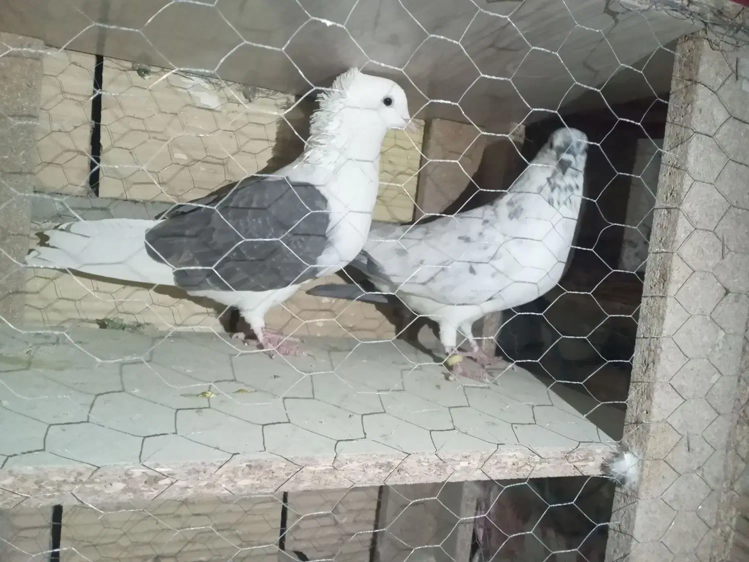 فروشی|پرنده|سلطانیه, |دیوار