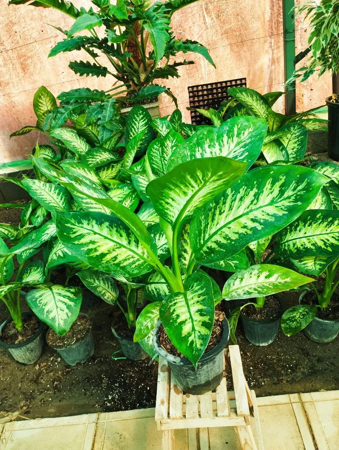 دیفن باخیا ،گل وگیاه طبیعی|گل و گیاه طبیعی|مشهد, خلق آباد سفلی|دیوار