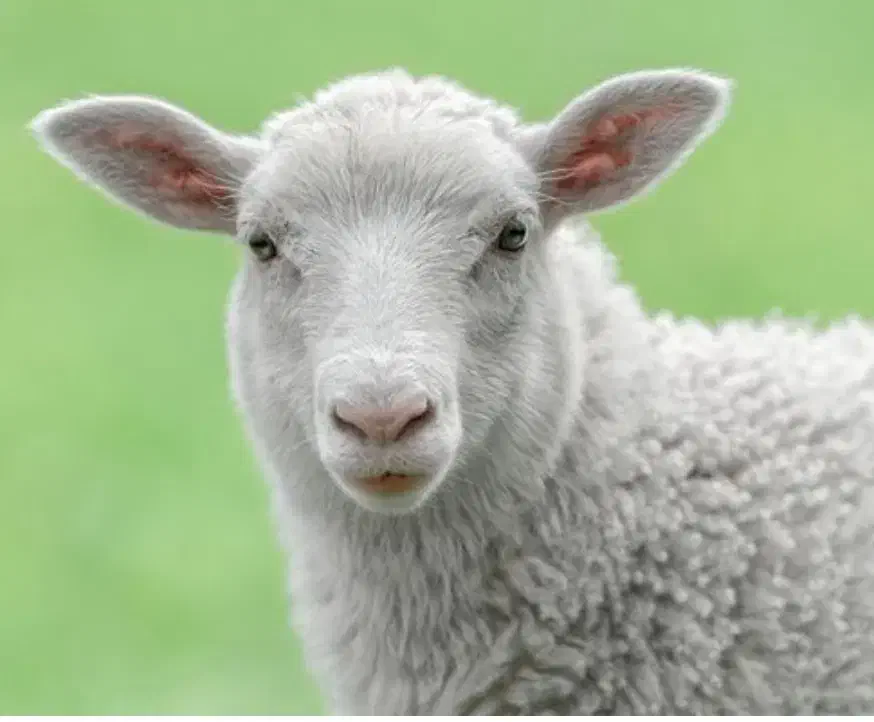 فروش تلفنی دام براتولد نوزاد وعروسی بره زنده ffff|حیوانات مزرعه|تهران, مهران (سیدخندان)|دیوار