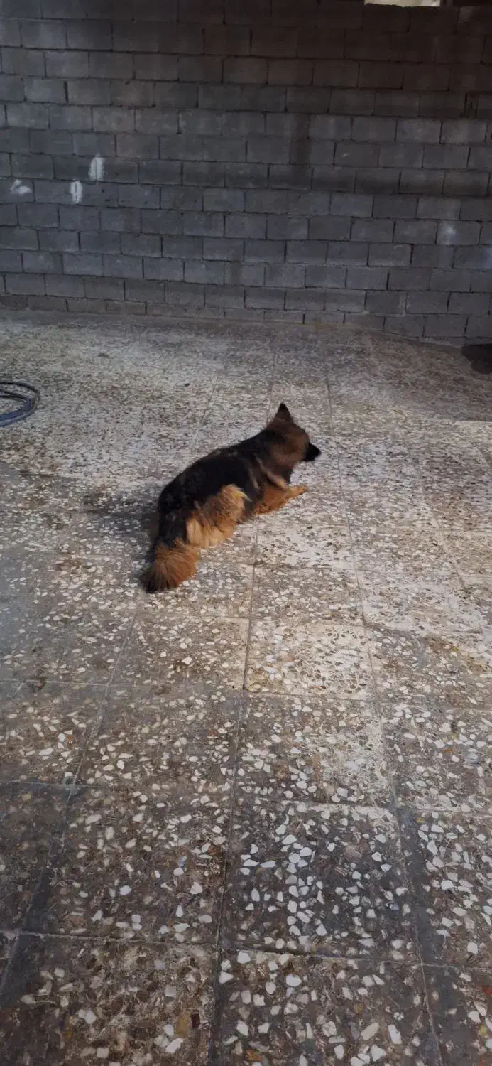 فروش ژرمن|سگ|شیراز, زرهی|دیوار