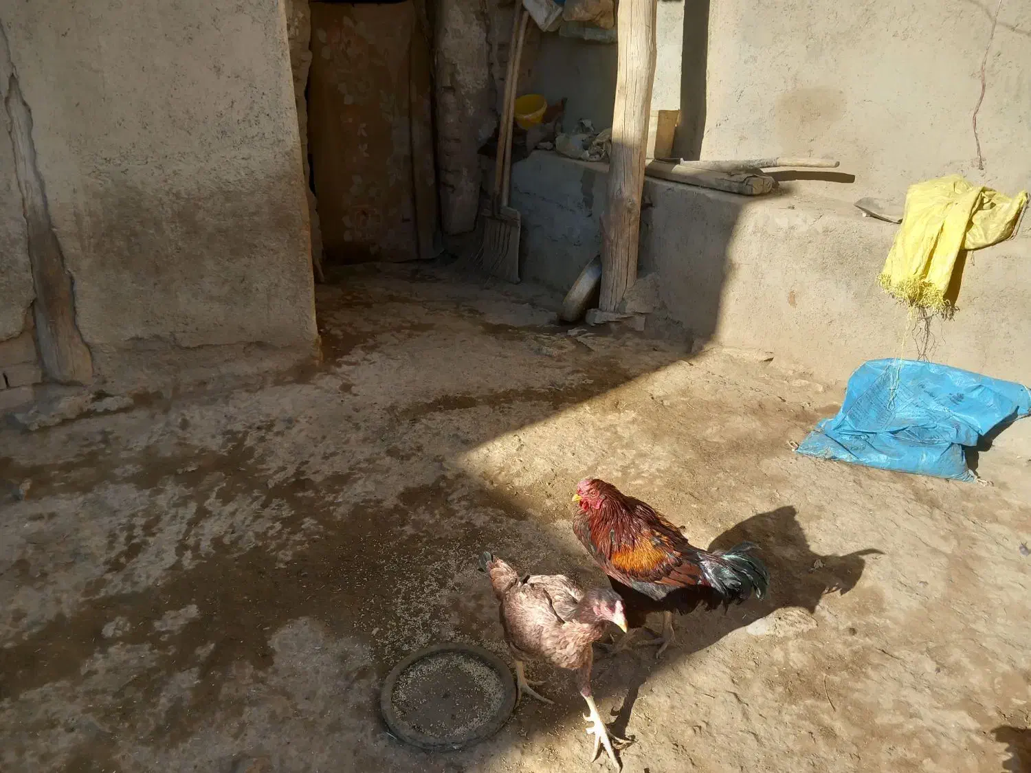 مرغوخروس لاری|پرنده|کبودرآهنگ, |دیوار