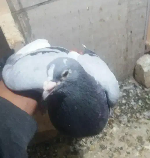 کفتر مسافتی|پرنده|بیرجند, |دیوار