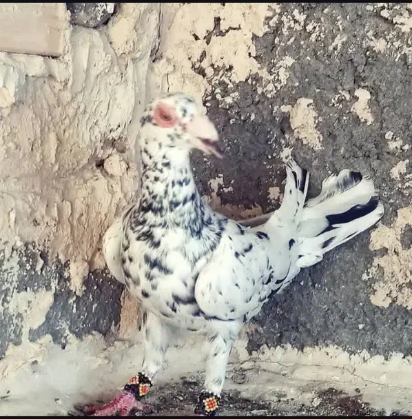 سرو قزوینی|پرنده|شیراز, باهنر|دیوار