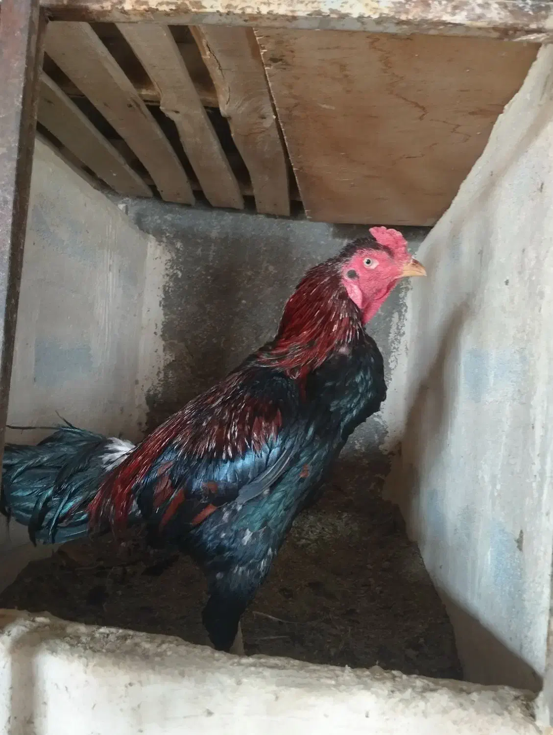 خروس و مرغ لاری|حیوانات مزرعه|خسروشاه, |دیوار