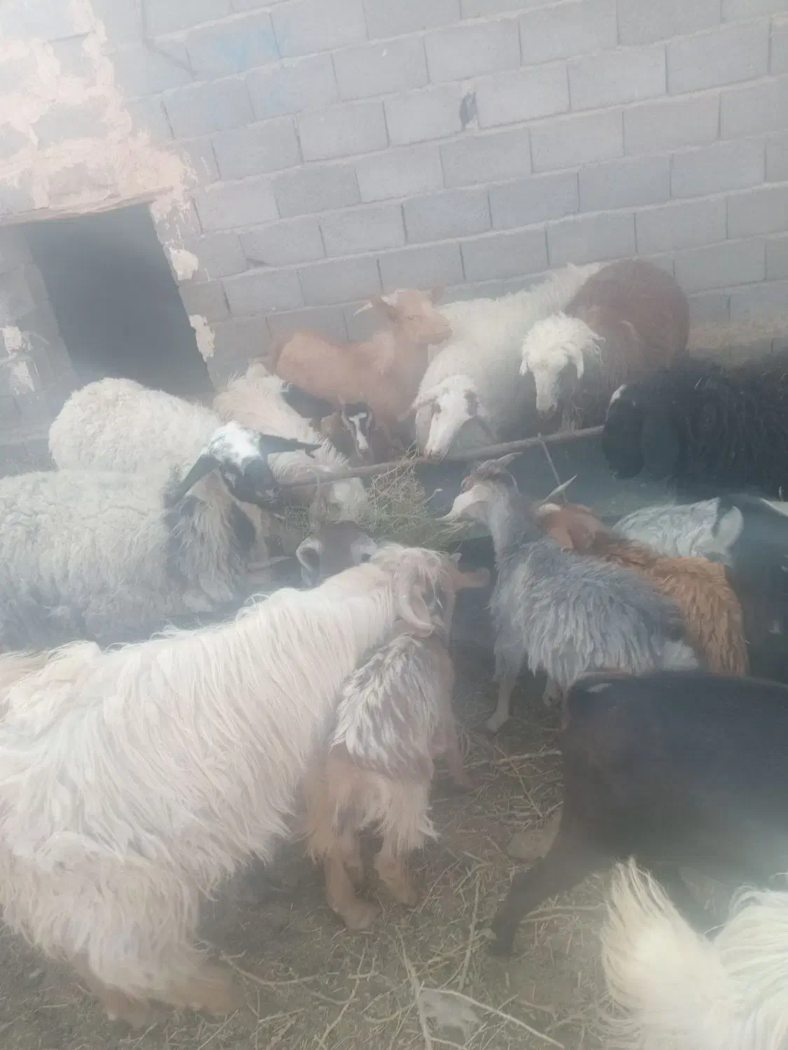 میش لاکن|حیوانات مزرعه|شهر بابک, |دیوار