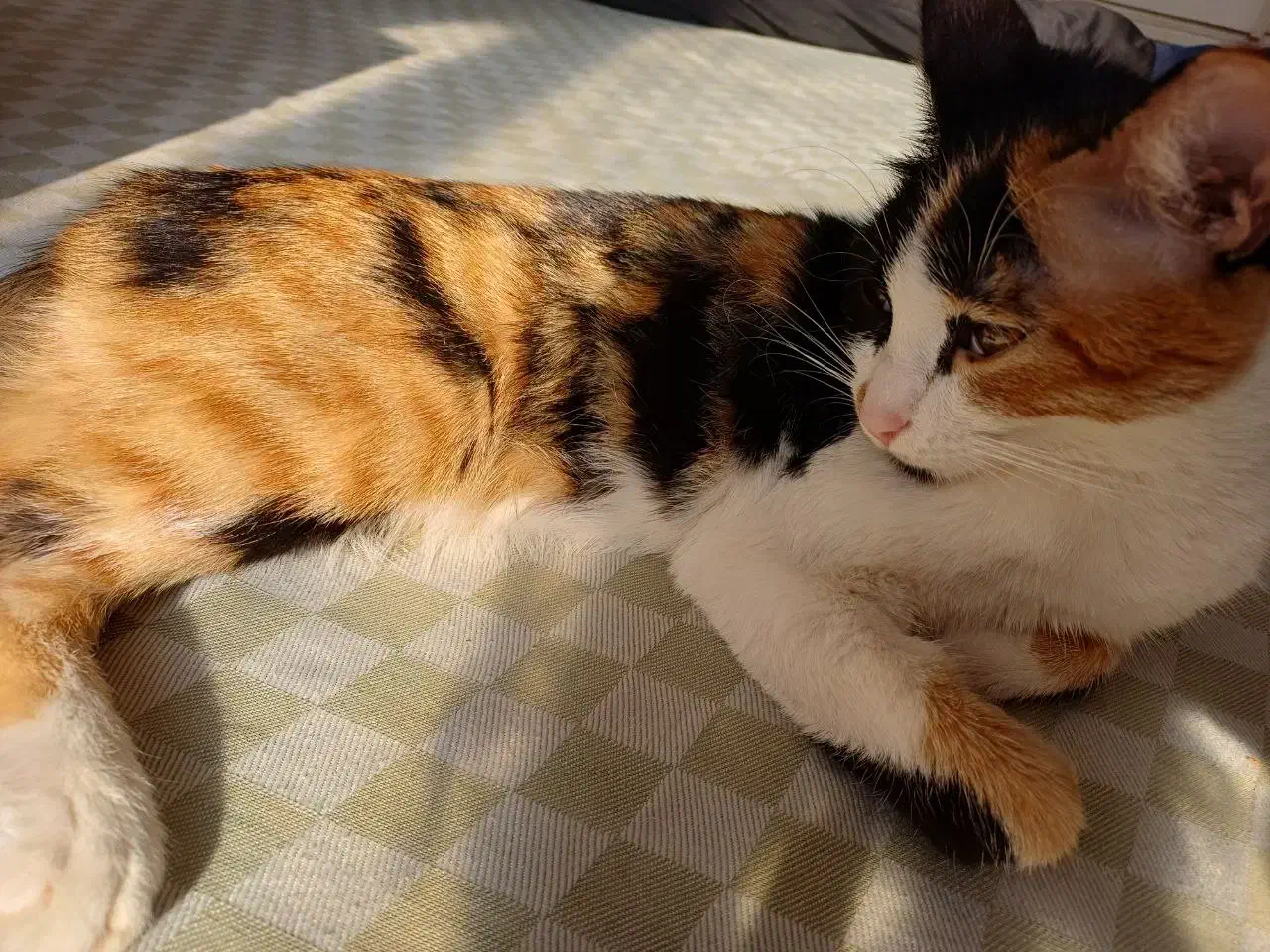 گربه ماده dsh|گربه|مشهد, هنرستان|دیوار