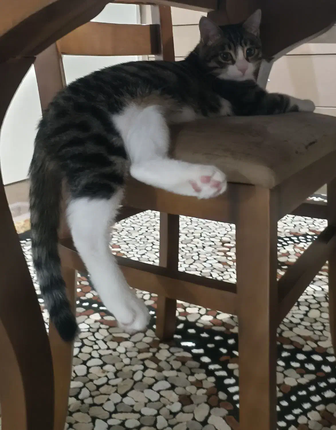 واگذاری گربه|گربه|اردبیل, |دیوار