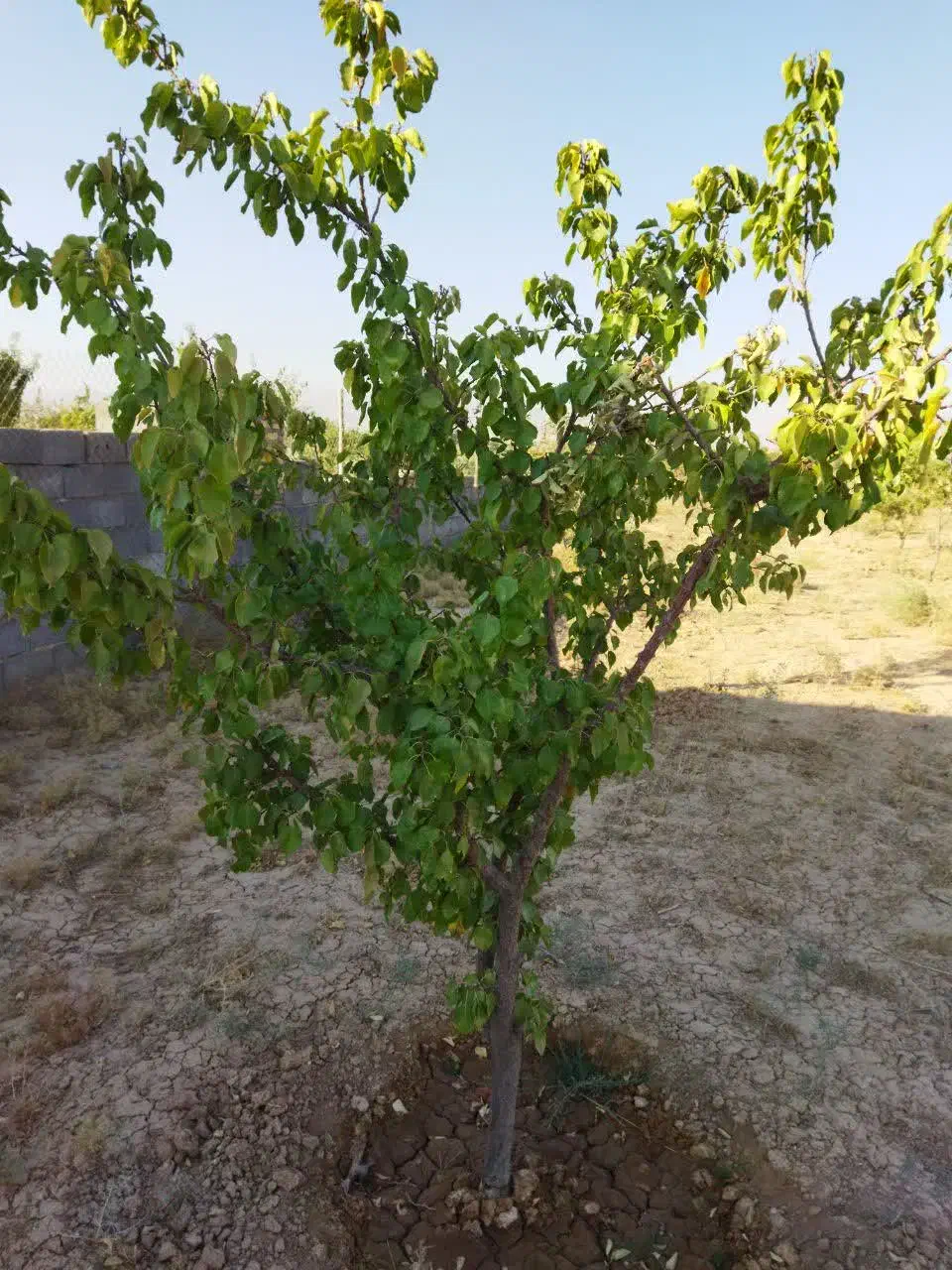 باغ|فروش دفتر صنعتی، کشاورزی، تجاری|اراک, |دیوار