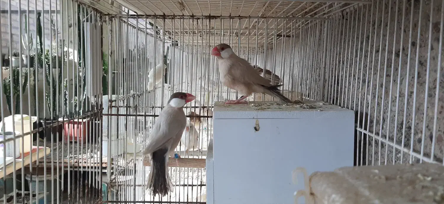 فنچ نرگسی|پرنده|مشهد, سجادیه|دیوار