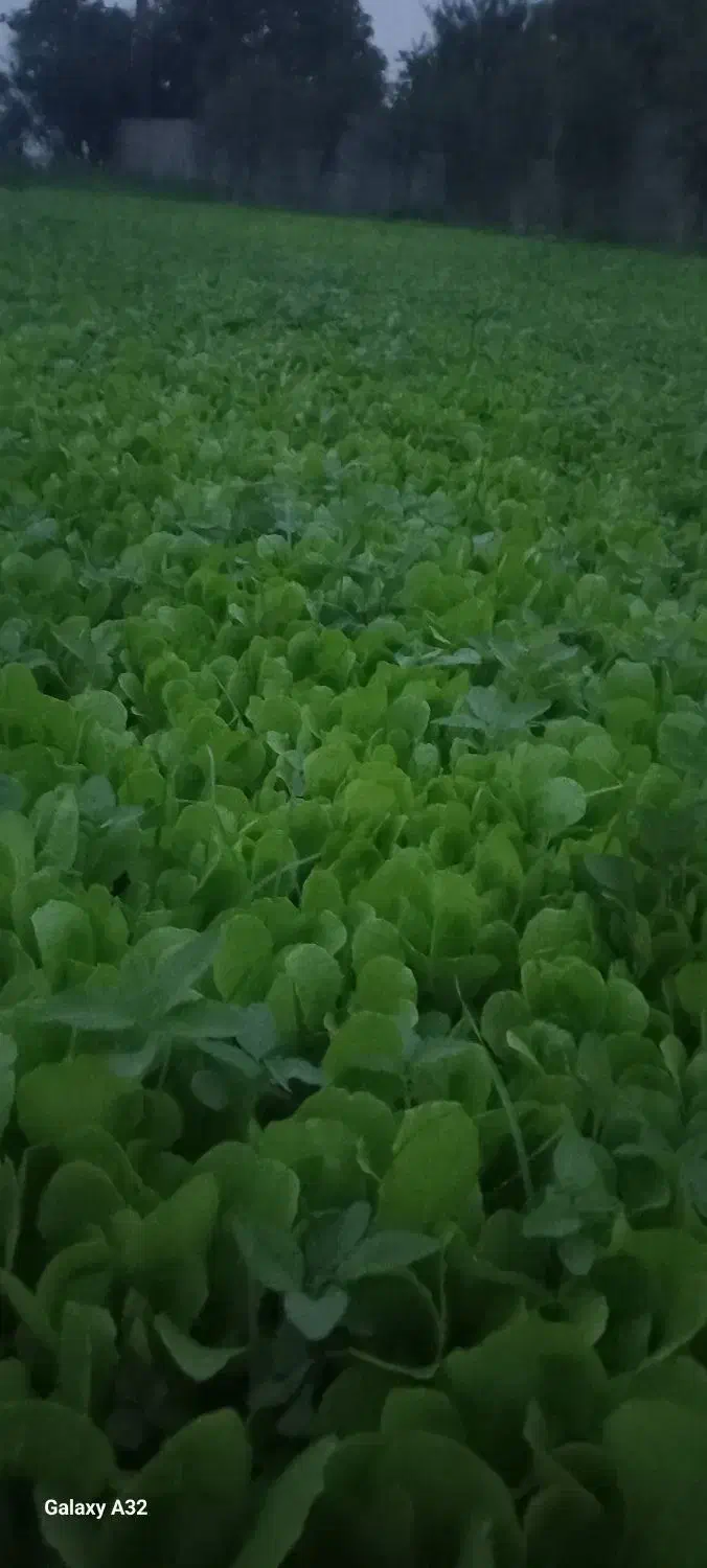 نهال کاهو کرجی اماده نشاء|عمده‌فروشی|سرخنکلاته, |دیوار