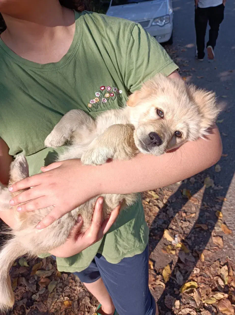 توله سگ اشپیتز|سگ|لولمان, |دیوار