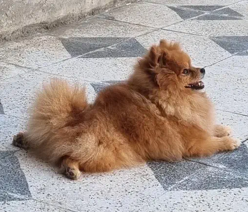 پامر خرسی|سگ|شیراز, درکی|دیوار