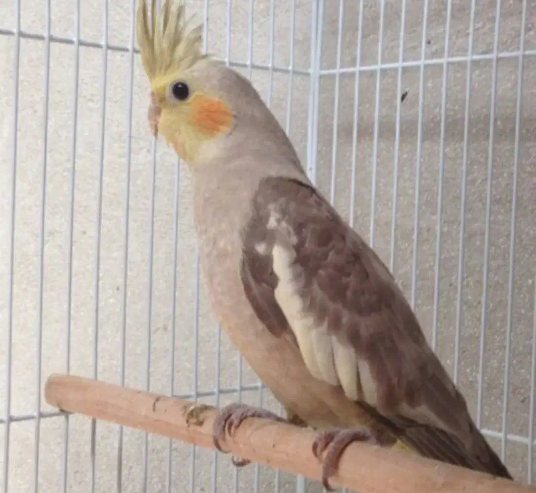 دوتا عروس هلندی سخنگو بشدت چلوندی|پرنده|پاکدشت, شهرک امام رضا|دیوار