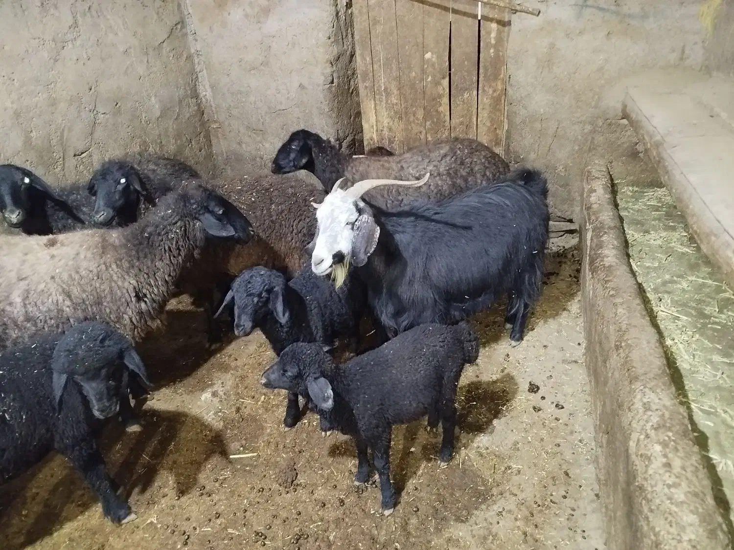 بز ابستن|حیوانات مزرعه|ساروق, |دیوار