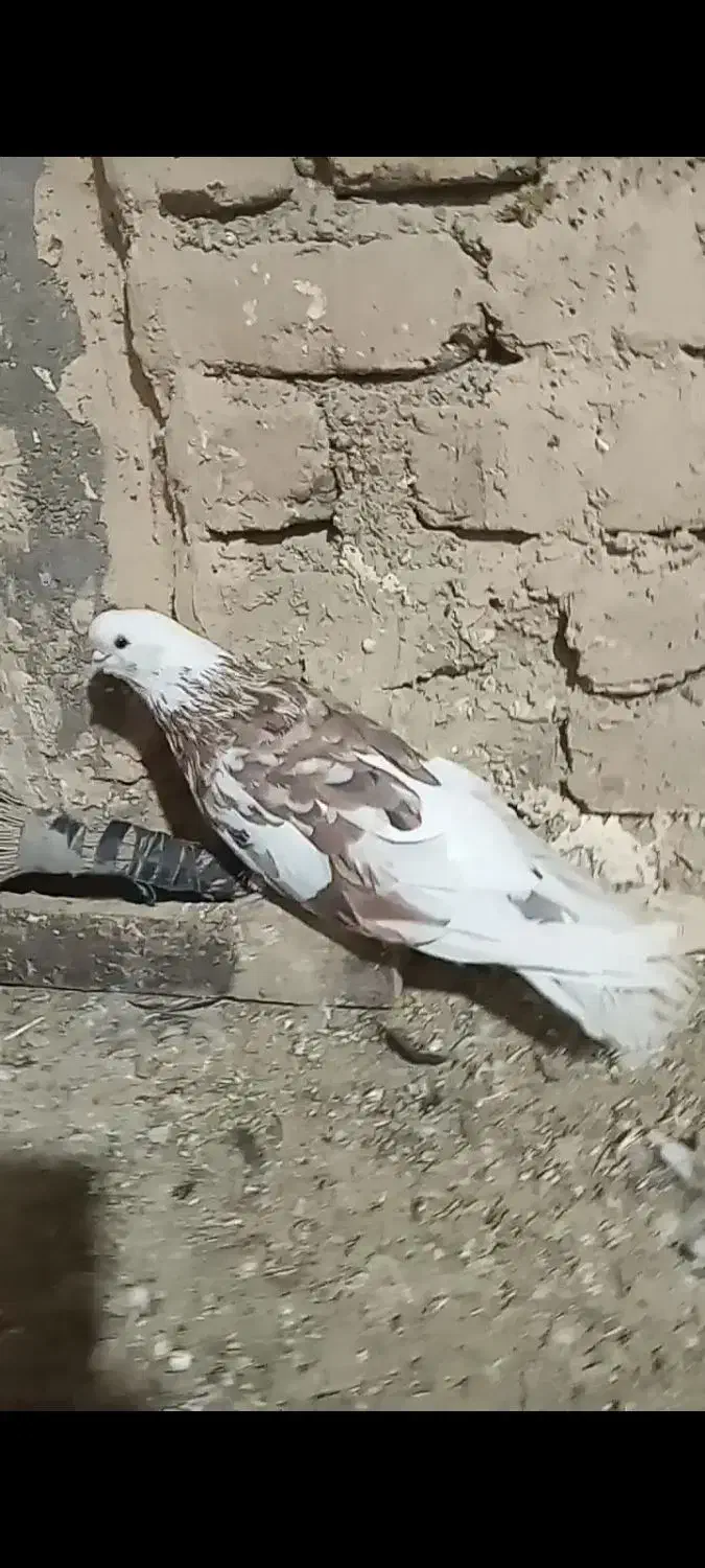 سلور نر فروشی|پرنده|صائین قلعه, |دیوار