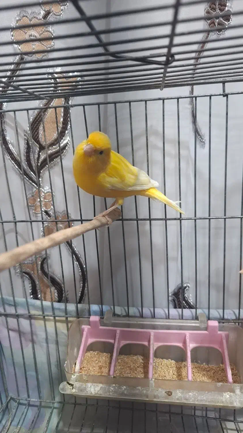 قناری نر|پرنده|بروجرد, |دیوار