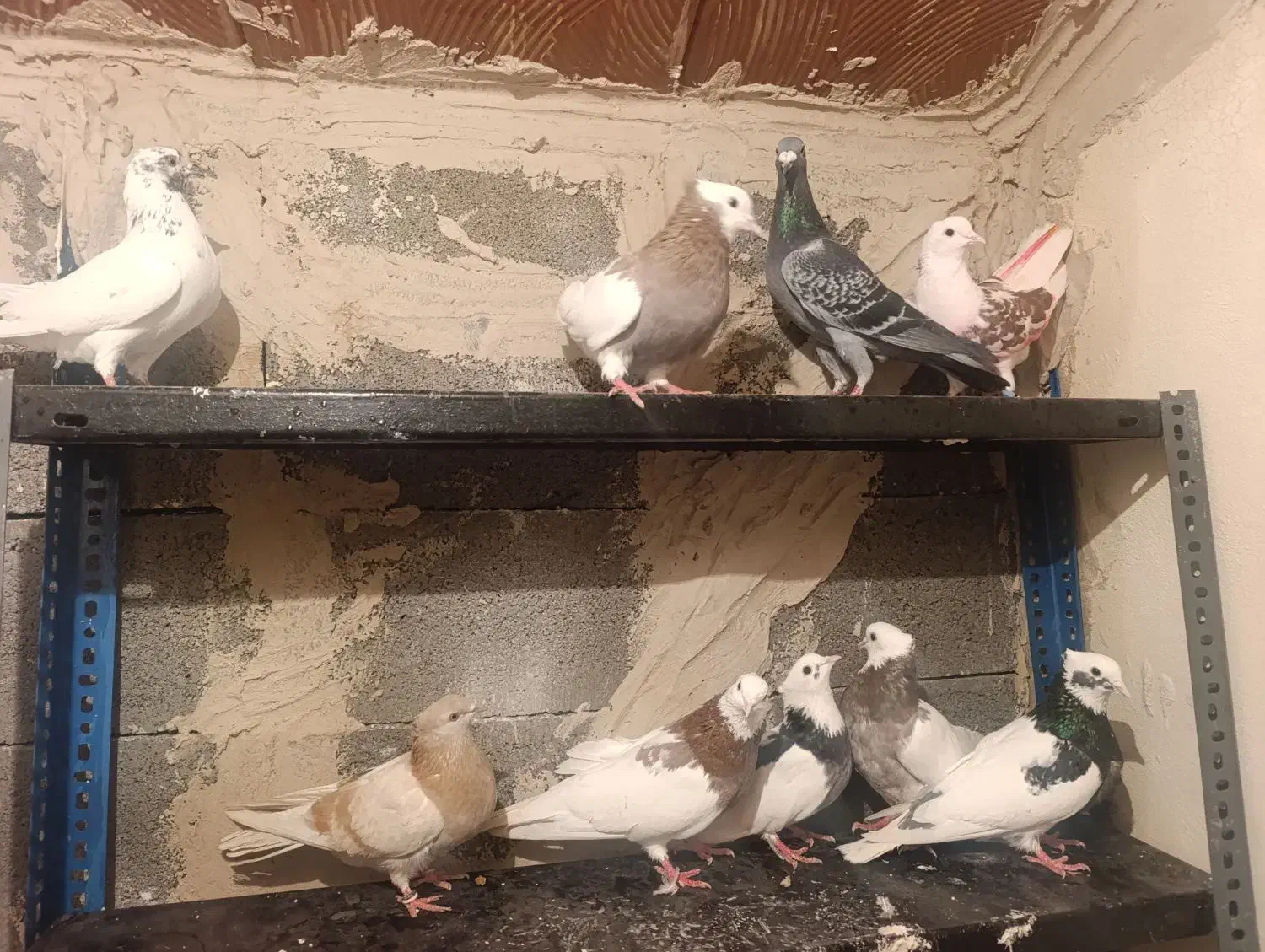 کفتر کاکلی|پرنده|پلدشت, |دیوار