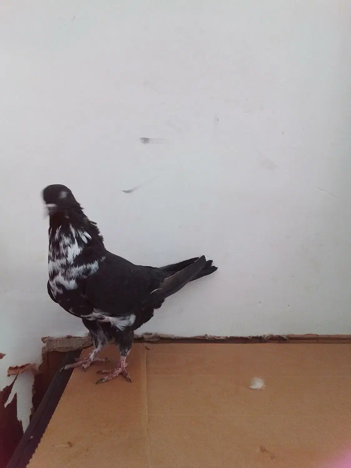 کبوتر|پرنده|مسجد سلیمان, |دیوار