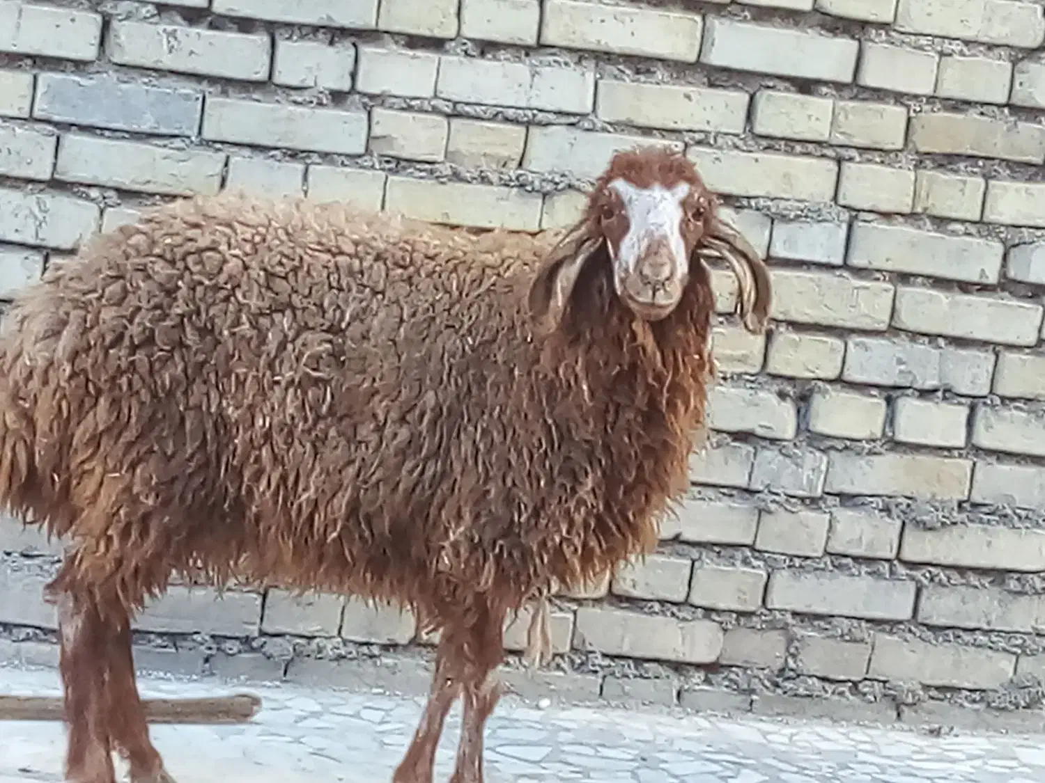 بره|حیوانات مزرعه|اهواز, زیتون کارمندی|دیوار