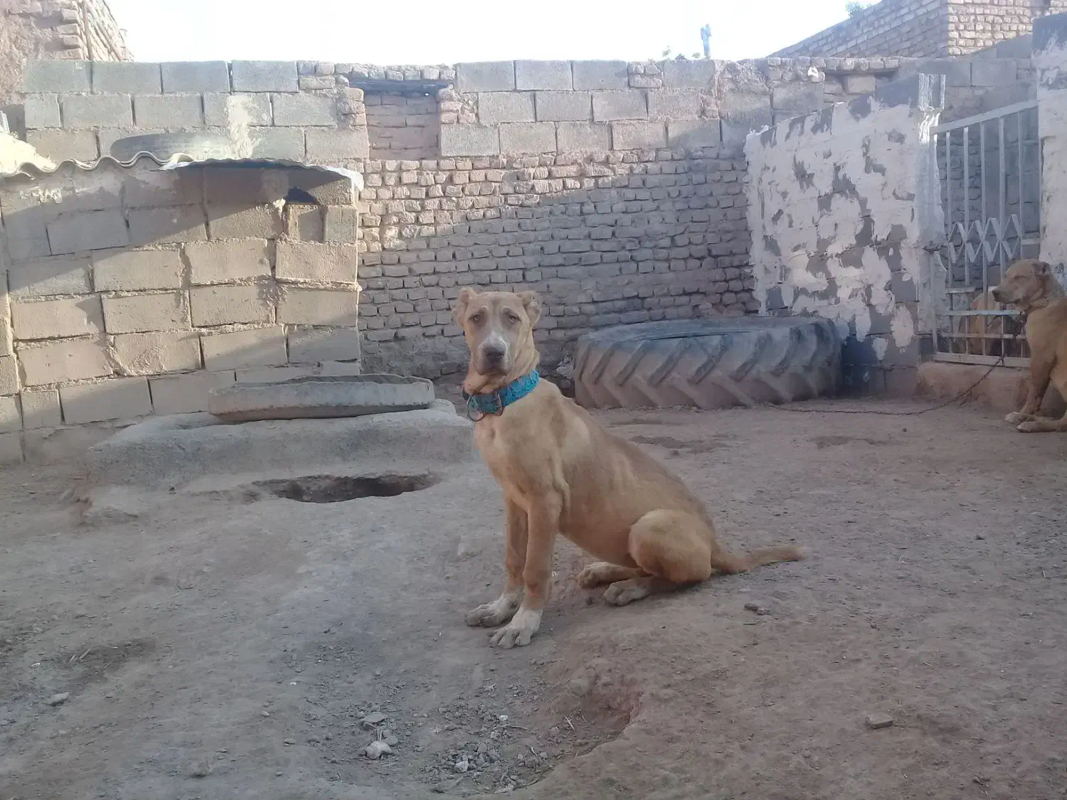 سگ ماده|سگ|تربت جام, میان جام|دیوار